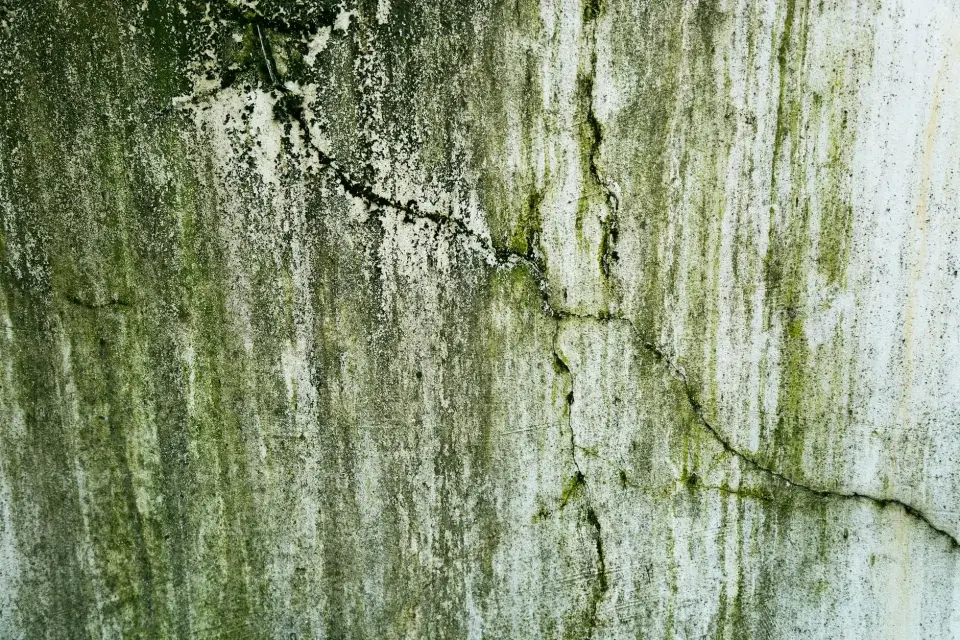 Our Story: Dedicated to a Mold-Free Austin
